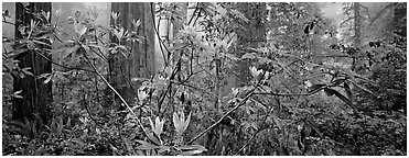 Rhododendrons in misty forest. Redwood National Park (Panoramic black and white)
