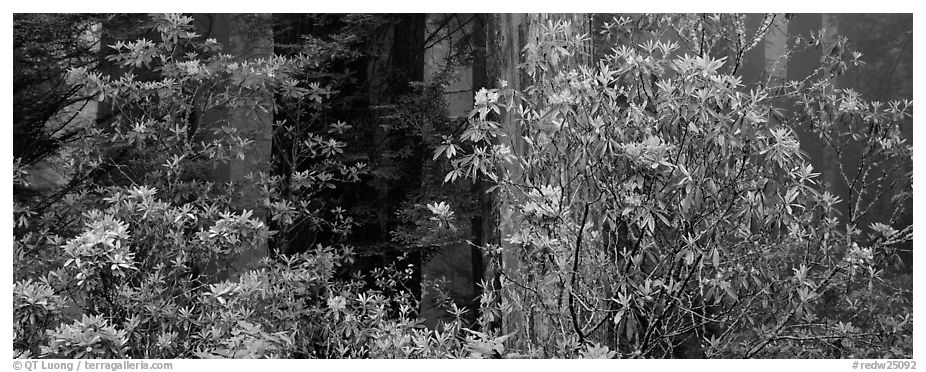 Redwood forest with rhododendrons. Redwood National Park (black and white)