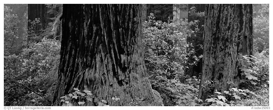 Redwood tree trunks and rhododendrons. Redwood National Park (black and white)