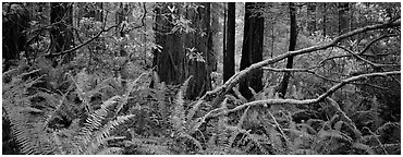 Forest in spring with ferns, redwoods, and rhododendrons. Redwood National Park (Panoramic black and white)