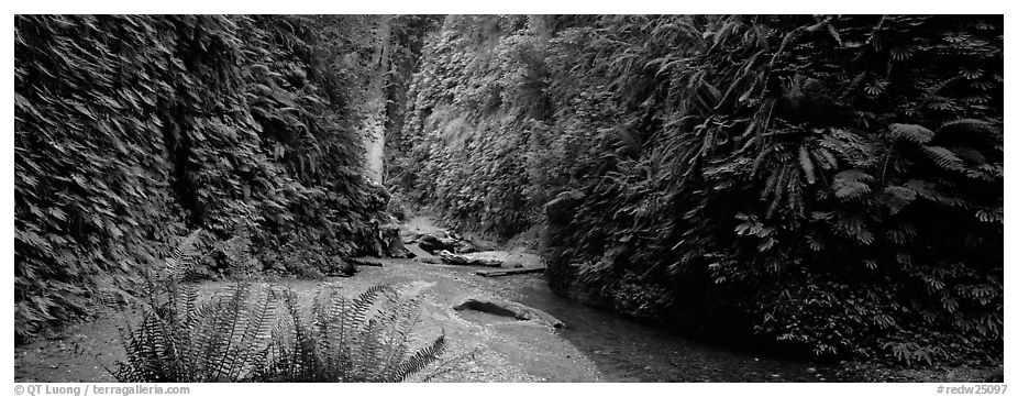 Gorge with fern-covered walls. Redwood National Park (black and white)