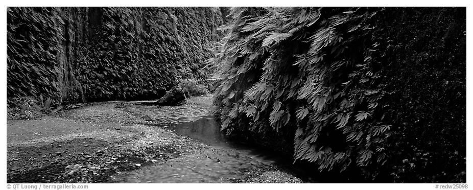 Stream in Fern Canyon. Redwood National Park (black and white)