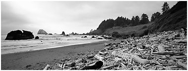 Beach with driftwood. Redwood National Park (Panoramic black and white)