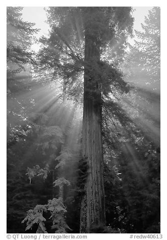 Redwood tree and sun rays in fog, Del Norte Redwoods State Park. Redwood National Park (black and white)