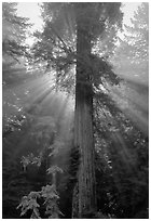 Redwood tree and sun rays in fog, Del Norte Redwoods State Park. Redwood National Park ( black and white)