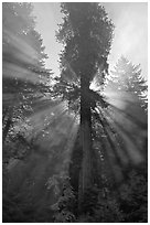 Sunrays in fog behind tall redwood, Del Norte Redwoods State Park. Redwood National Park ( black and white)