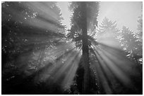 God's rays in redwood forest, Del Norte Redwoods State Park. Redwood National Park ( black and white)