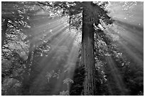 Sun rays diffused by fog in redwood forest, Del Norte Redwoods State Park. Redwood National Park ( black and white)