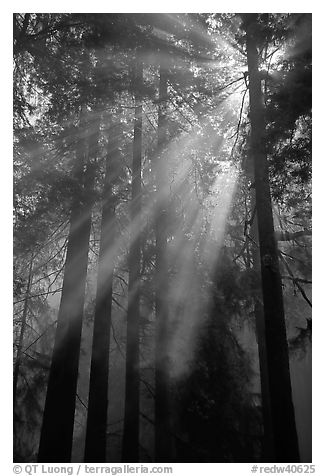 Redwood forest and sun rays, Del Norte Redwoods State Park. Redwood National Park (black and white)
