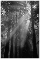 Redwood forest and sun rays, Del Norte Redwoods State Park. Redwood National Park ( black and white)
