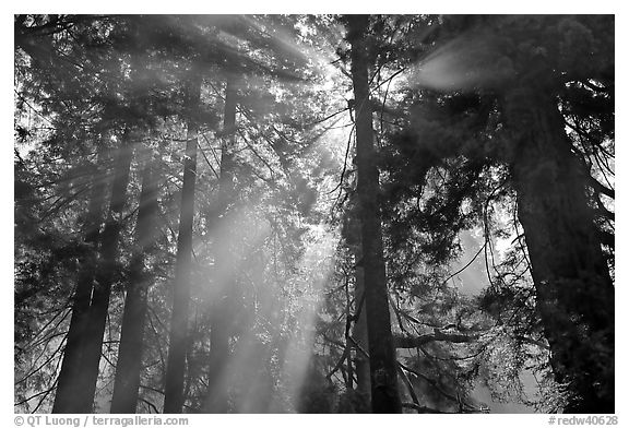 Tall redwood trees and backlit sun rays. Redwood National Park, California, USA.