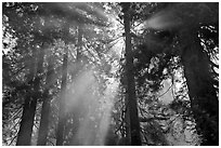 Tall redwood trees and backlit sun rays, Del Norte Redwoods State Park. Redwood National Park ( black and white)