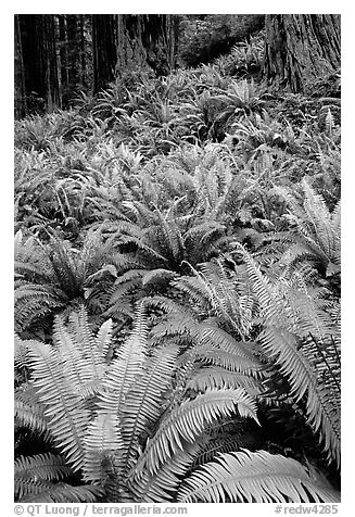 Pacific sword ferns and redwood trees, Prairie Creek Redwoods State Park. Redwood National Park (black and white)