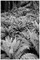 Pacific sword ferns and redwood trees, Prairie Creek Redwoods State Park. Redwood National Park ( black and white)