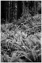 Dense pacific sword ferns and redwoods, Prairie Creek Redwoods State Park. Redwood National Park ( black and white)