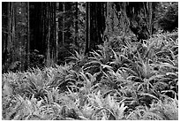 Pacific sword ferns in redwood forest, Prairie Creek Redwoods State Park. Redwood National Park ( black and white)