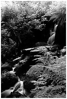 Waterfall, Prairie Creek Redwoods State Park. Redwood National Park ( black and white)