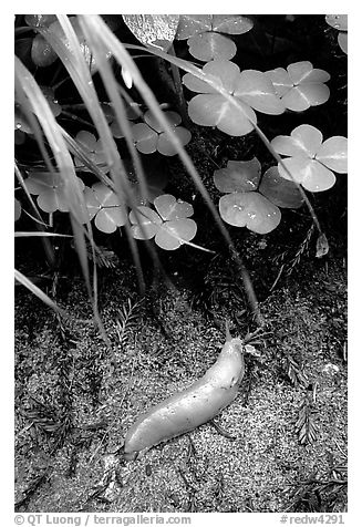 Banana Slug, Prairie Creek Redwoods State Park. Redwood National Park (black and white)