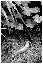 Banana Slug, Prairie Creek. Redwood National Park, California, USA. (black and white)