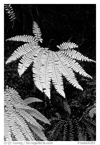 Ferns, Fern Canyon, Prairie Creek Redwoods State Park. Redwood National Park (black and white)