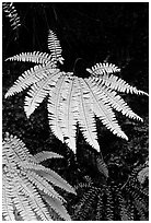 Ferns, Fern Canyon, Prairie Creek Redwoods State Park. Redwood National Park ( black and white)