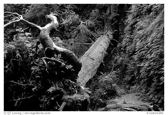 Fallen tree across Fern Canyon, Prairie Creek Redwoods State Park. Redwood National Park (black and white)