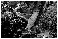 Fallen tree across Fern Canyon, Prairie Creek Redwoods State Park. Redwood National Park ( black and white)