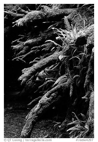 Roots of fallen tree, Prairie Creek Redwoods State Park. Redwood National Park (black and white)