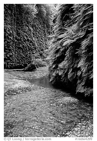 Stream and walls covered with ferns, Fern Canyon. Redwood National Park, California, USA.