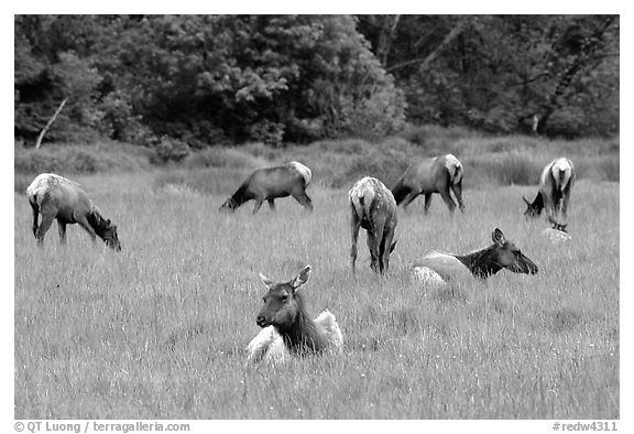 Herd of Roosevelt Elk in meadow, Prairie Creek Redwoods State Park. Redwood National Park (black and white)