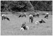 Herd of Roosevelt Elk in meadow, Prairie Creek Redwoods State Park. Redwood National Park ( black and white)