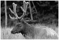 Bull Roosevelt Elk, Prairie Creek. Redwood National Park, California, USA. (black and white)