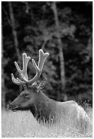 Bull Roosevelt Elk with large antlers, Prairie Creek. Redwood National Park, California, USA. (black and white)