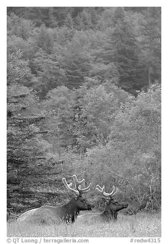 Bull Roosevelt Elks in meadow, Prairie Creek Redwoods State Park. Redwood National Park (black and white)