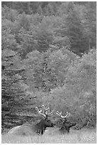 Bull Roosevelt Elks in meadow, Prairie Creek. Redwood National Park, California, USA. (black and white)