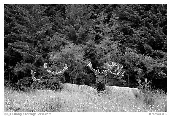 Herd of Bull Roosevelt Elks, Prairie Creek Redwoods State Park. Redwood National Park (black and white)