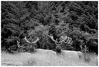 Herd of Bull Roosevelt Elks, Prairie Creek. Redwood National Park, California, USA. (black and white)