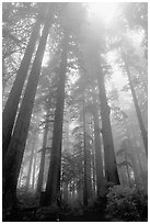 Visitor dwarfed by Giant Redwood trees. Redwood National Park, California, USA. (black and white)