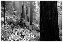 Ferns and redwoods in mist, Del Norte Redwoods State Park. Redwood National Park ( black and white)