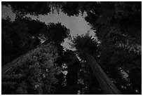 Redwood grove and stary sky at night, Jedediah Smith Redwoods State Park. Redwood National Park ( black and white)