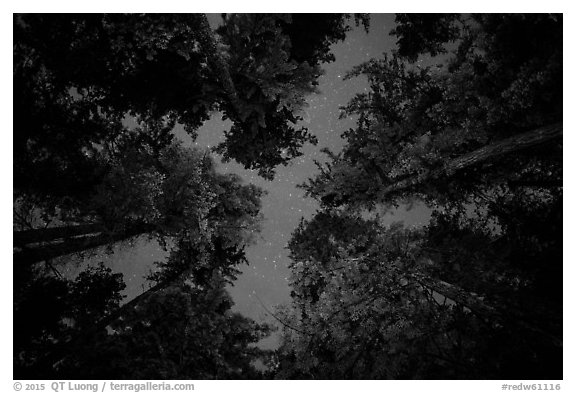 Looking up redwood trees at night, Jedediah Smith Redwoods State Park. Redwood National Park (black and white)