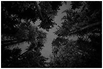 Looking up redwood trees at night, Jedediah Smith Redwoods State Park. Redwood National Park ( black and white)