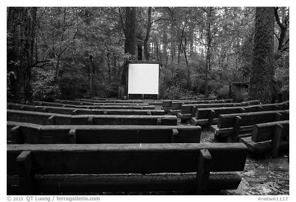 Amphitheater, Jedediah Smith Redwoods State Park. Redwood National Park (black and white)