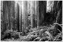 Sunlight in lowland redwood forest, Jedediah Smith Redwoods State Park. Redwood National Park ( black and white)