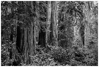 Lush lowland redwood forest, Jedediah Smith Redwoods State Park. Redwood National Park ( black and white)