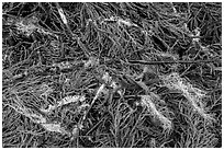 Ground close-up with fallen redwood branches and needles, Jedediah Smith Redwoods State Park. Redwood National Park ( black and white)