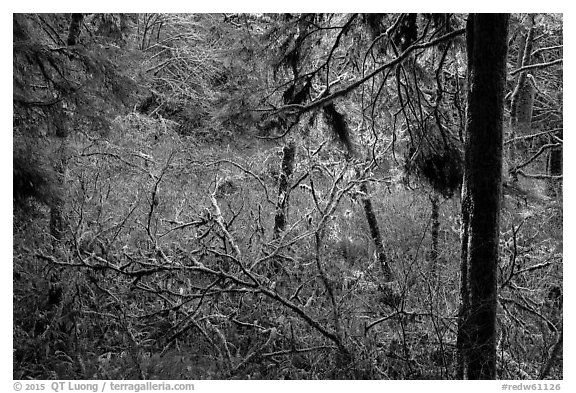 Mixed forest, Jedediah Smith Redwoods State Park. Redwood National Park (black and white)