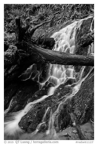 Fern Falls, Jedediah Smith Redwoods State Park. Redwood National Park (black and white)