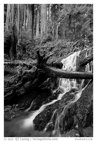 Fern Falls and redwood trees, Jedediah Smith Redwoods State Park. Redwood National Park (black and white)