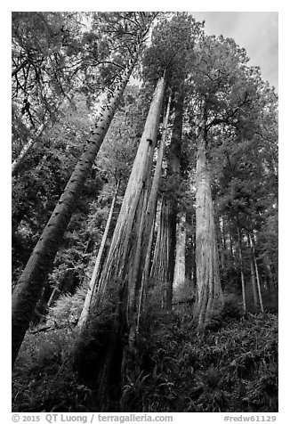 Looking up hillside with tall redwoods, Jedediah Smith Redwoods State Park. Redwood National Park (black and white)